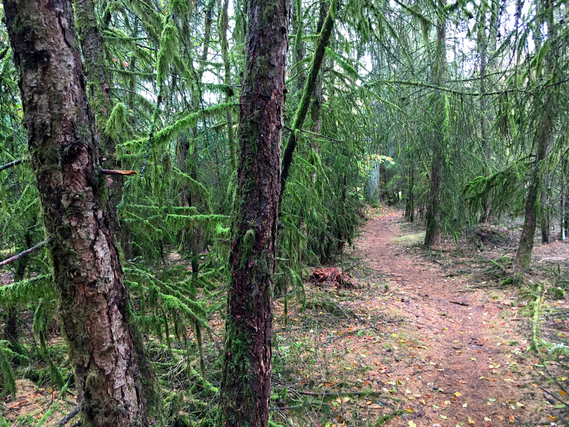 Kellerwald